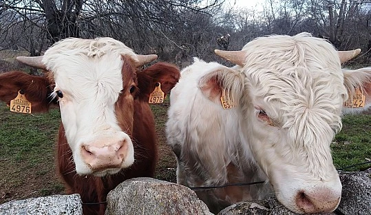 Las organizaciones de la cadena ganadero-cárnica valoran la suspensión de las importaciones de carne de Brasil y exigen a la UE que mantenga la firmeza