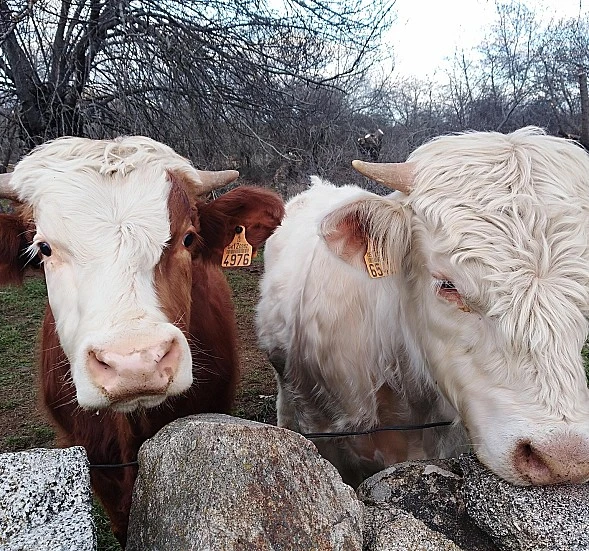 Las organizaciones de la cadena ganadero-cárnica valoran la suspensión de las importaciones de carne de Brasil y exigen a la UE que mantenga la firmeza