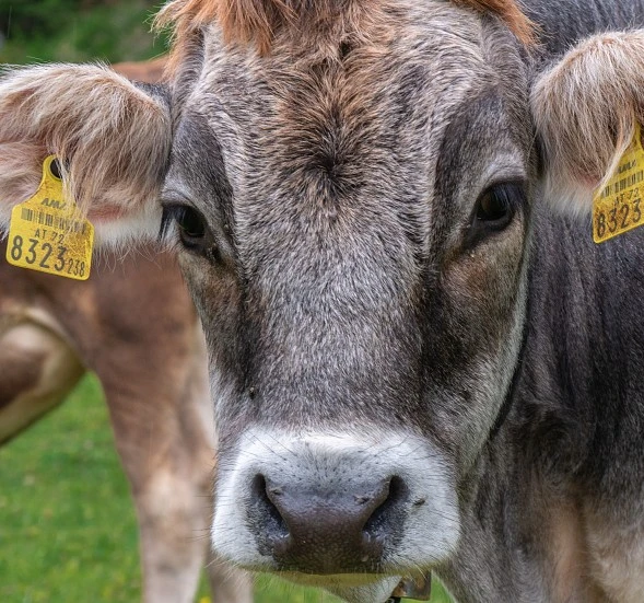 España plantea ampliar la vacunación frente a la dermatosis nodular en nuevas zonas