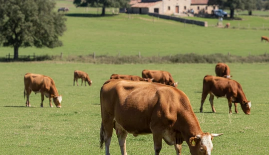 PAC 2026: Abierto el plazo de solicitud para agricultores y ganaderos de vacuno de carne