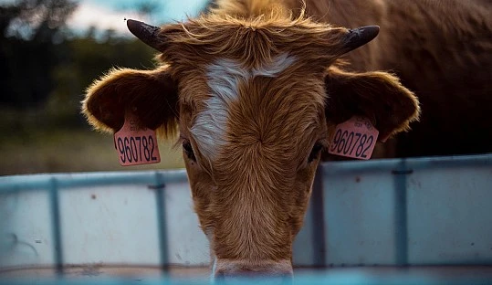 Cambio en la clasificación de la Lengua Azul