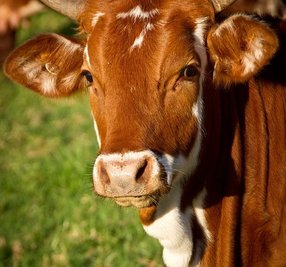 El sector del vacuno de carne crece un 15 % en 2024 y aumenta sus exportaciones