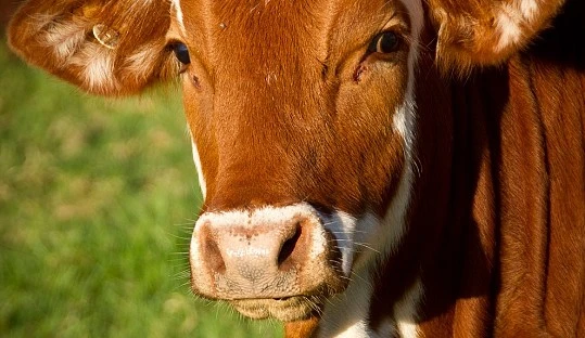 El sector del vacuno de carne crece un 15 % en 2024 y aumenta sus exportaciones
