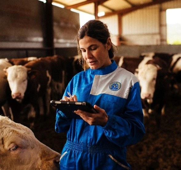 PROVACUNO lanza una innovadora app para medir la huella de carbono del vacuno de carne en España