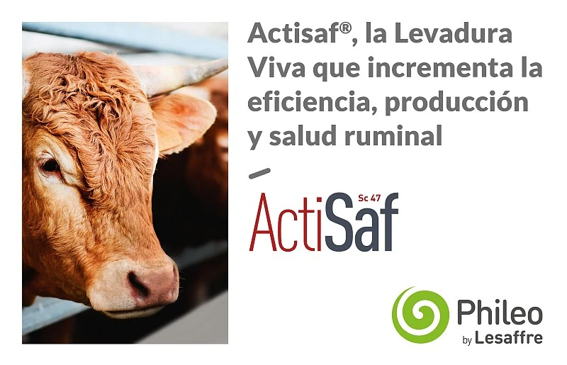 Actisaf, la levadura viva que aumenta la eficiencia, producción y salud ruminal