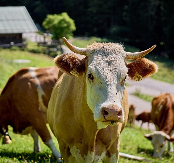 El vacuno de carne mantiene precios por encima de la media europea