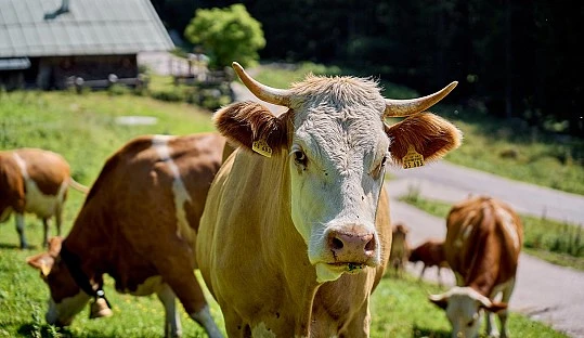 El vacuno de carne mantiene precios por encima de la media europea