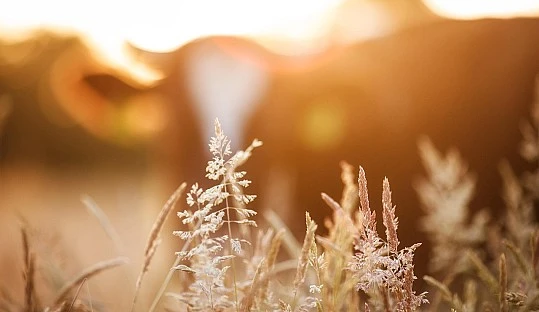 El sector vacuno europeo afronta el reto climático de la UE para 2040 El sector vacuno europeo afronta el reto climático de la UE para 2040