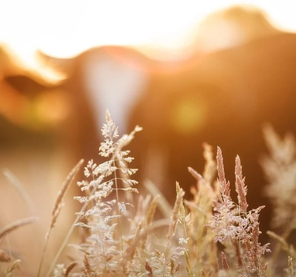 El sector vacuno europeo afronta el reto climático de la UE para 2040 El sector vacuno europeo afronta el reto climático de la UE para 2040