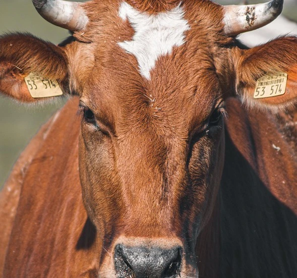 La Comisión Europea actualiza las medidas de emergencia frente a la dermatosis nodular contagiosa en España