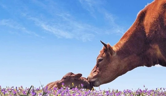 La UE pierde un millón de vacas