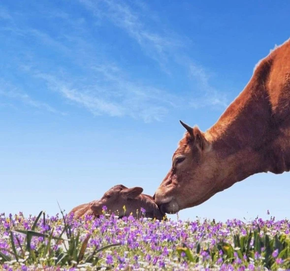 La UE pierde un millón de vacas