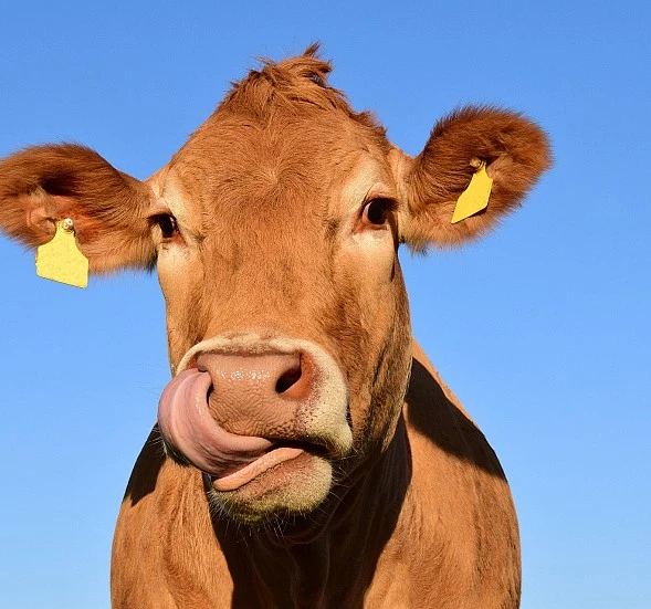 Bienestar animal: más allá de los titulares, nueve claves para entender la realidad ganadera