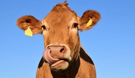 Bienestar animal: más allá de los titulares, nueve claves para entender la realidad ganadera