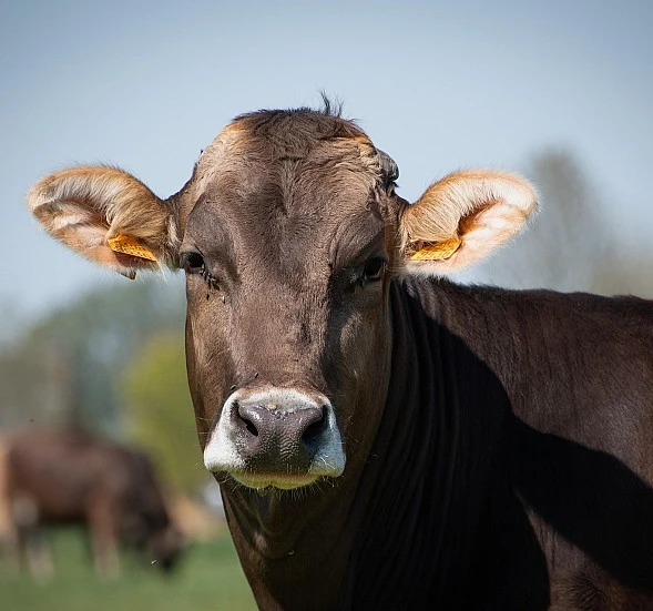 El Gobierno refuerza la lucha contra la dermatosis nodular contagiosa con un millón de euros adicional