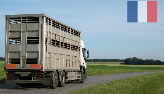 Francia reanuda las exportaciones de bovinos tras la estabilización de la dermatosis nodular contagiosa