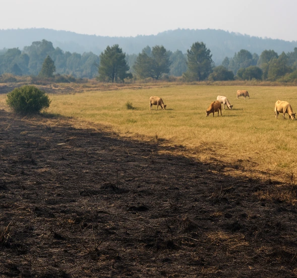 El Gobierno aprueba ayudas directas para agricultores y ganaderos afectados por los incendios forestales El Gobierno aprueba ayudas directas para agricultores y ganaderos afectados por los incendios forestales