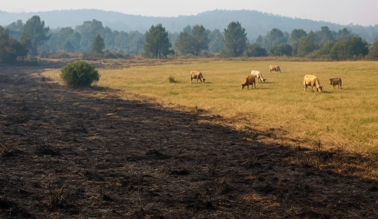 El Gobierno aprueba ayudas directas para agricultores y ganaderos afectados por los incendios forestales El Gobierno aprueba ayudas directas para agricultores y ganaderos afectados por los incendios forestales