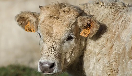 Jornada informativa sobre la Dermatosis Nodular Contagiosa (DNC)