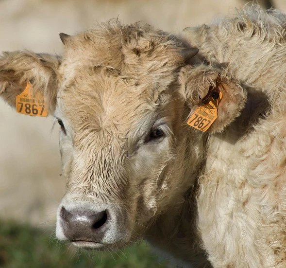 Jornada informativa sobre la Dermatosis Nodular Contagiosa (DNC)