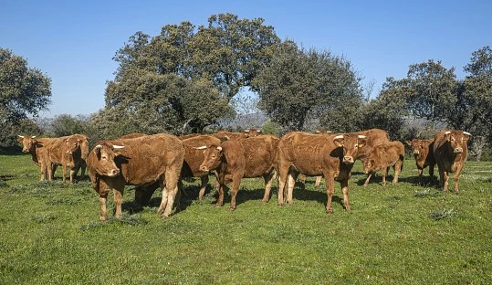 Europa sacrifica su producción de vacuno en el acuerdo UE-Mercosur